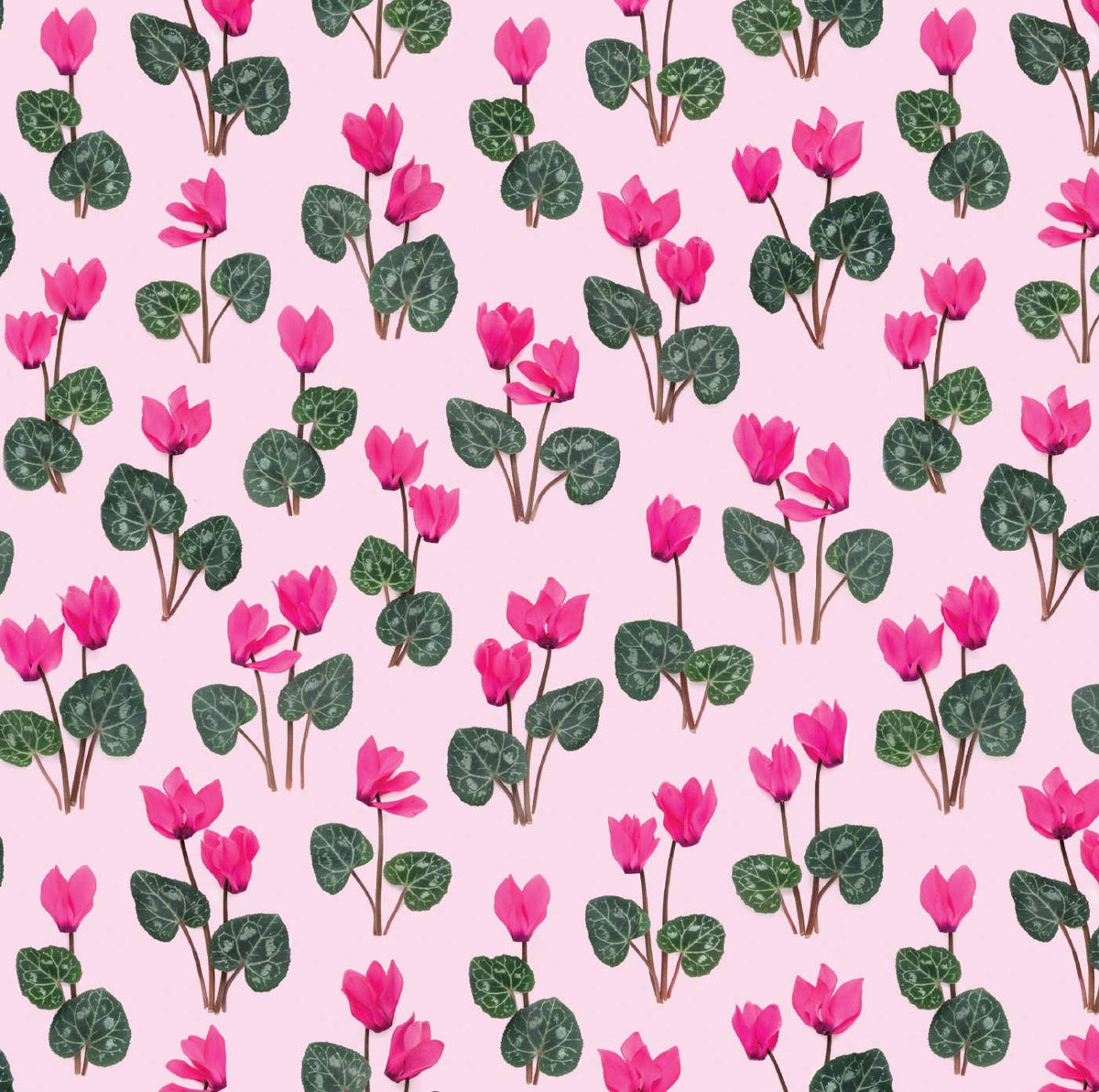 Bottle Branch - Gift Wrap - pink cyclamen