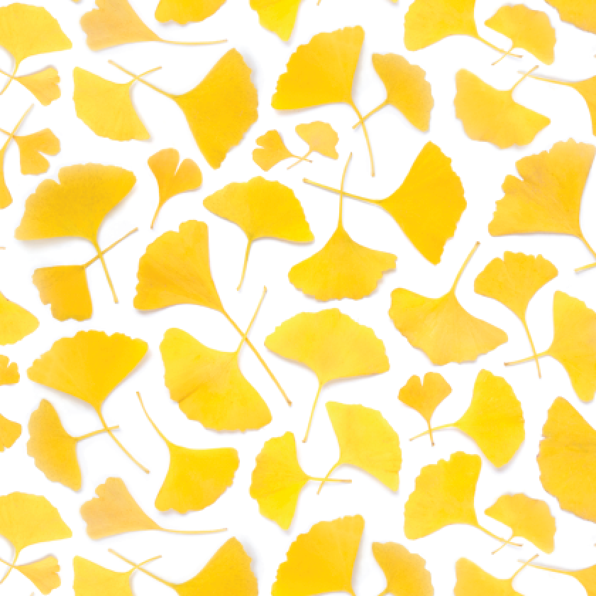 Bottle Branch - Gift Wrap - Yellow Ginko Leaves