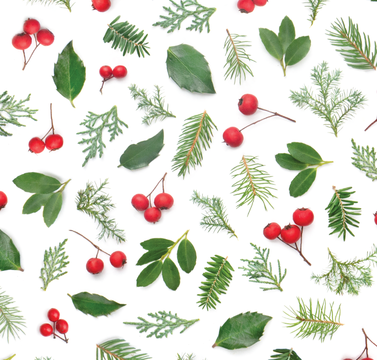 Bottle Branch - Gift wrap ~ Evergreens & Berries