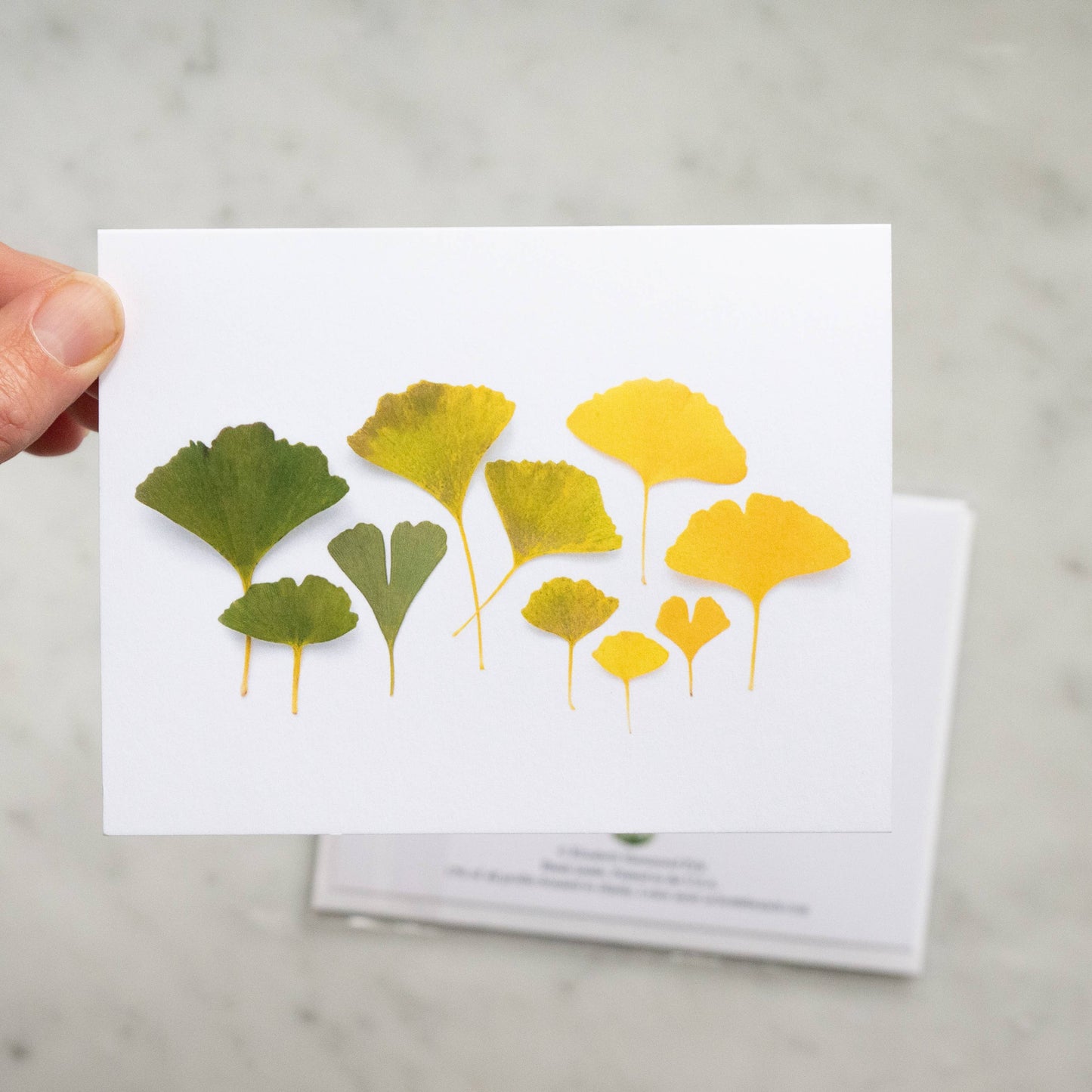 Bottle Branch - Card - Ginkgo Leaf ombre card