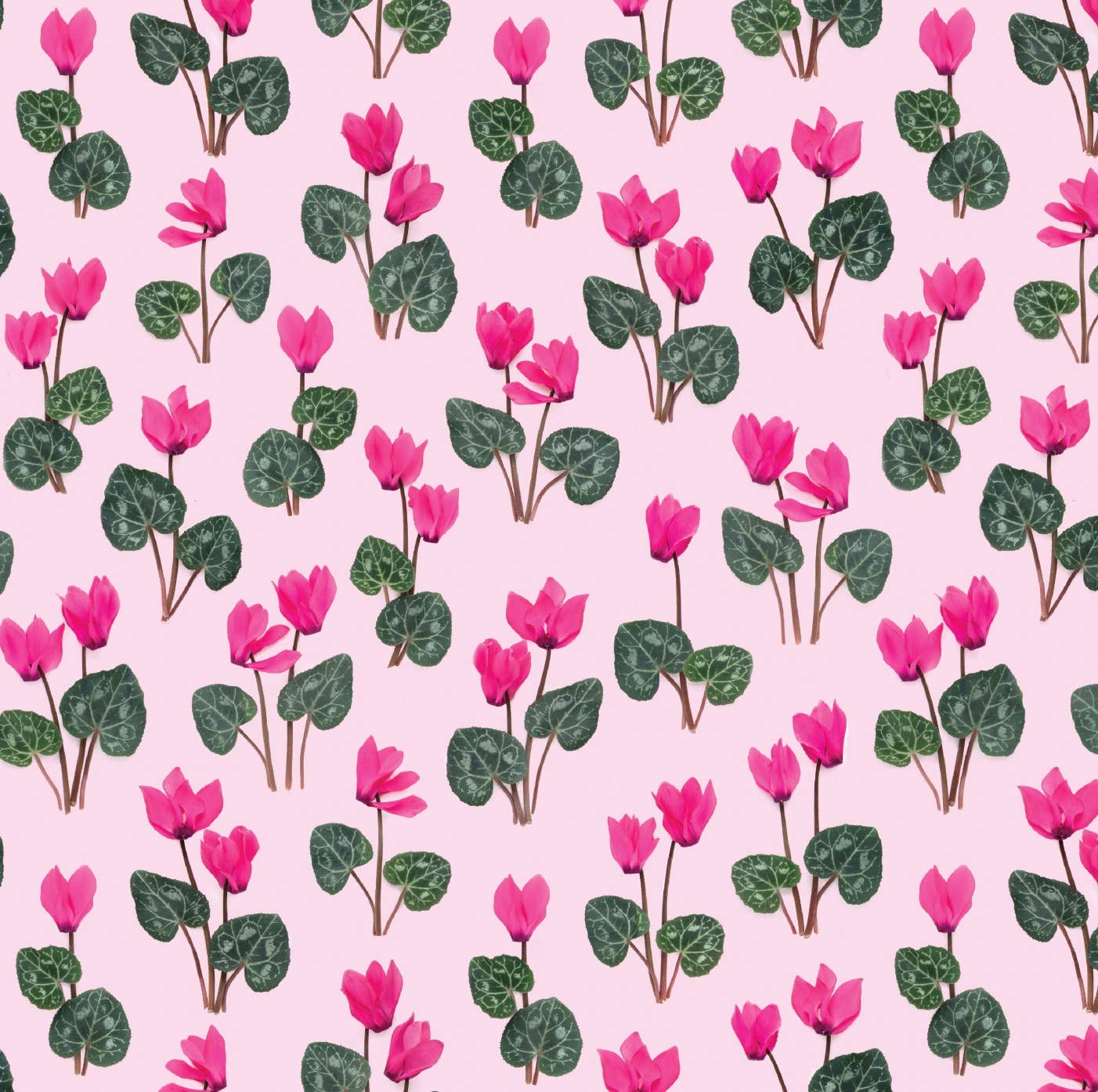 Bottle Branch - Gift Wrap - pink cyclamen