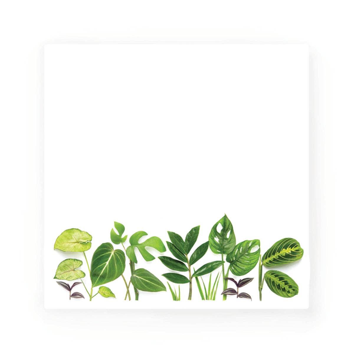 Bottle Branch - Sticky notes - Houseplants