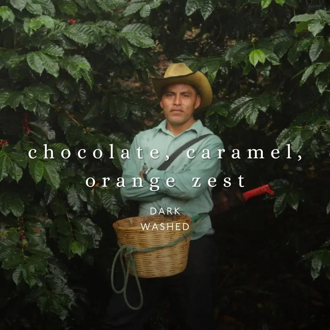 No. Six Depot - Mexico Chiapas Whole Bean Coffee 12 oz